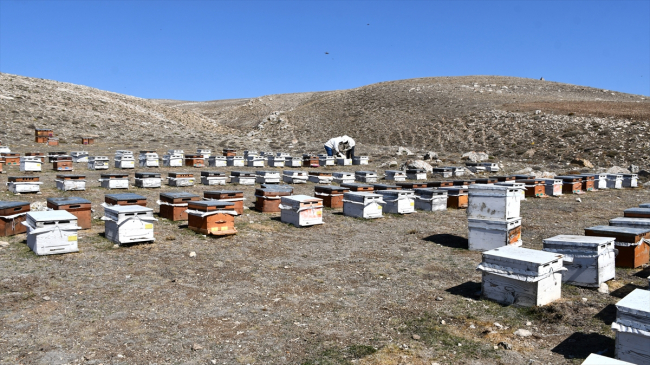 Hobisi işe dönüştü, 7 ton bal üretiyor