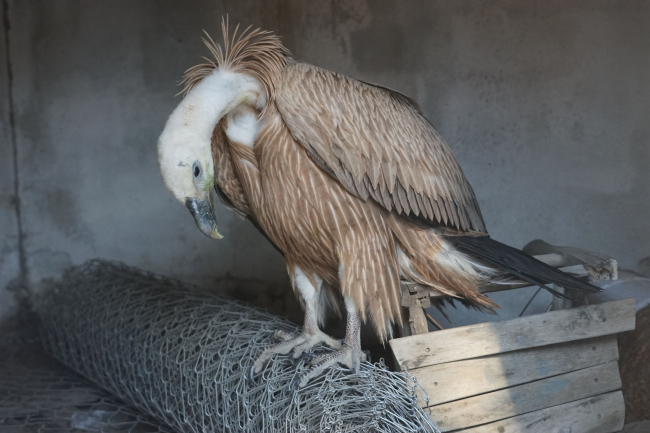 Balıkesir'de nesli tükenme tehlikesi altındaki kızıl akbaba tedaviye alındı