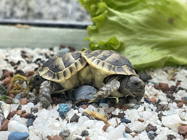 İkiz kaplumbağalara ‘Pamuk’ ve ‘Kale’ ismi verildi