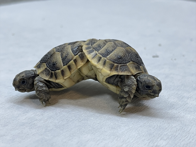 İkiz kaplumbağalara ‘Pamuk’ ve ‘Kale’ ismi verildi