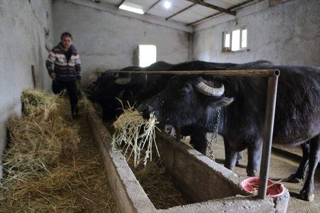 30 yıl sonra mandıra sahibi oldu