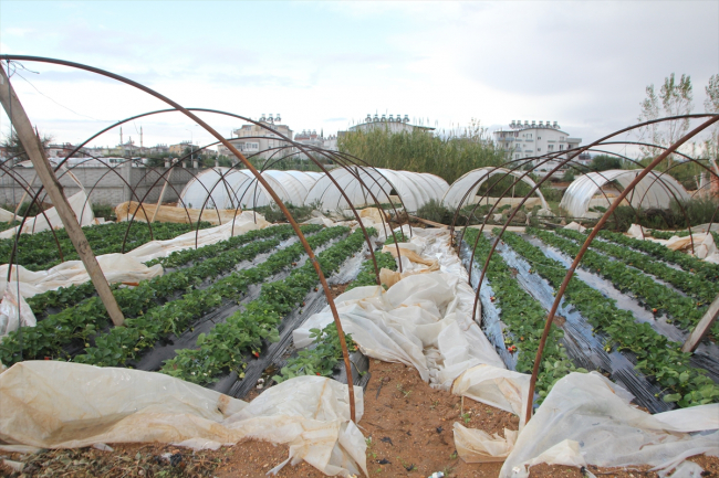 Antalya'daki fırtına seralara zarar verdi