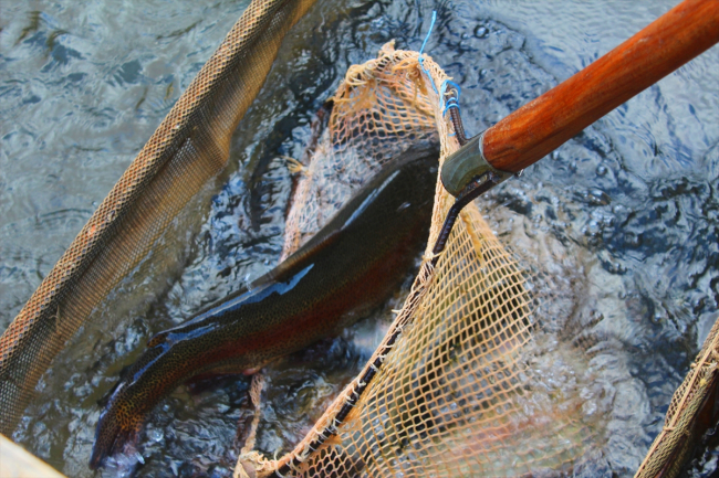 Denizi olmayan Doğanşehir'de yıllık 500 ton balık üretiliyor