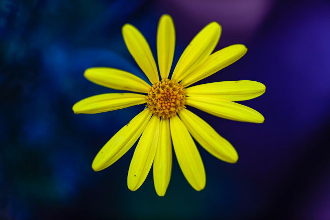 Çiçek ihracatı 150 milyon dolara yaklaştı