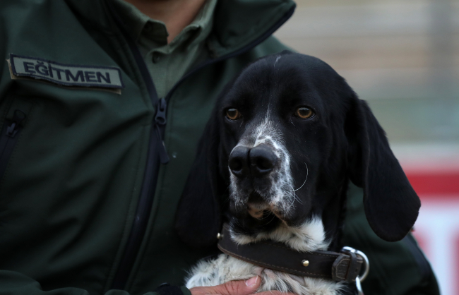 Av köpekleri ilk defa 'dedektör köpek' olmaya hazırlanıyor