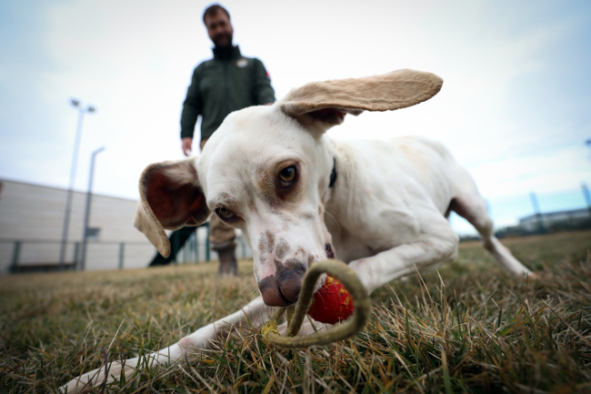 Av köpekleri ilk defa 'dedektör köpek' olmaya hazırlanıyor