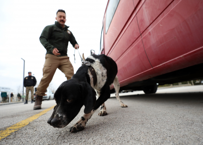 Av köpekleri ilk defa 'dedektör köpek' olmaya hazırlanıyor