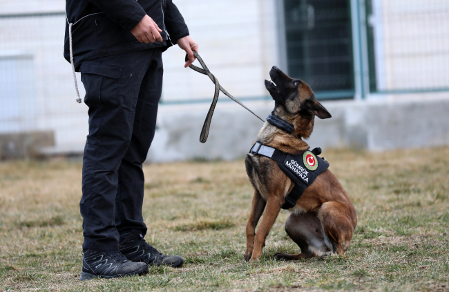 Av köpekleri ilk defa 'dedektör köpek' olmaya hazırlanıyor