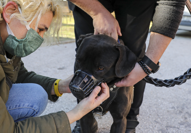 Tehlikeli köpek ırklarının kayıt altına alınmasında son gün yoğunluğu