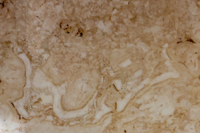 Antalya'da 195 milyon yıllık 'megalodon' fosilleri bulundu