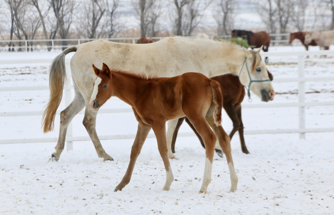 Şampiyon adayı taylar karla ilk kez karşılaştı