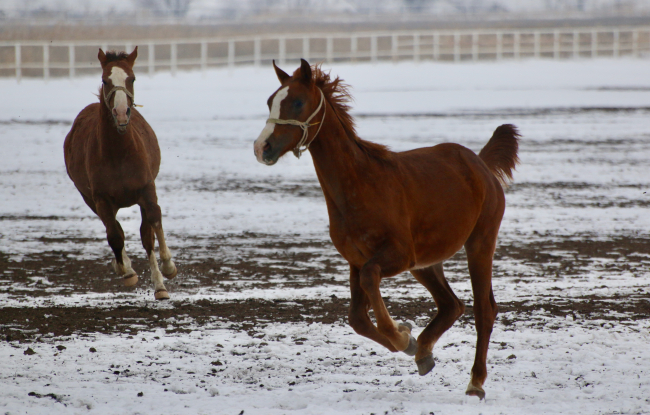 Şampiyon adayı taylar karla ilk kez karşılaştı