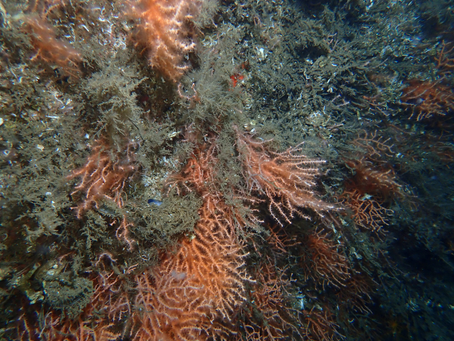 Müsilaj, Marmara'daki mercan ve sünger popülasyonunu olumsuz etkiledi