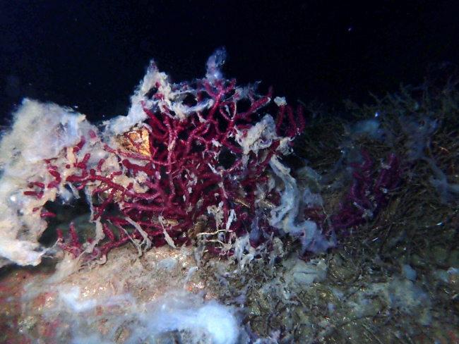 Müsilaj, Marmara'daki mercan ve sünger popülasyonunu olumsuz etkiledi