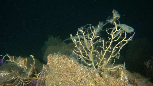 Müsilaj, Marmara'daki mercan ve sünger popülasyonunu olumsuz etkiledi