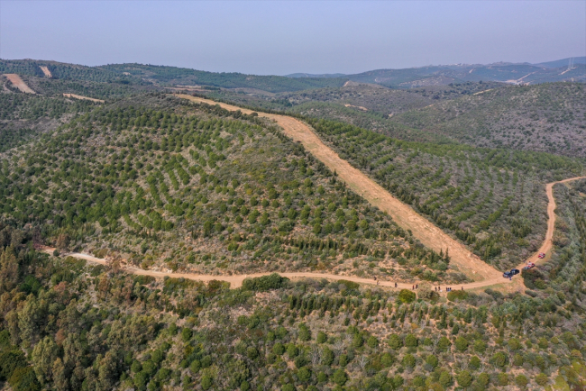 İzmir'de yanan ormanlık alan yeniden yeşeriyor
