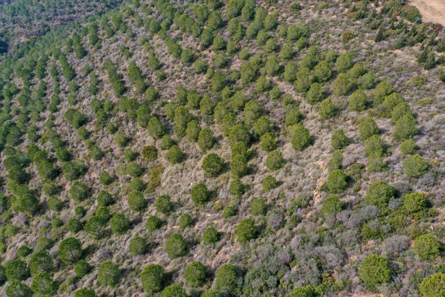 İzmir'de yanan ormanlık alan yeniden yeşeriyor