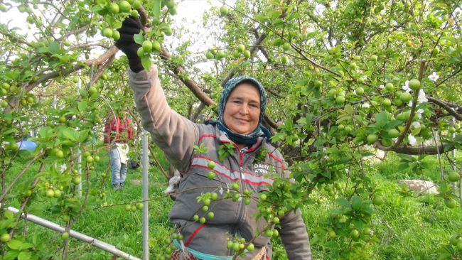 Mersin'de örtü altı erik hasadı başladı