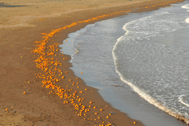 Mersin'de sahili portakallar kapladı