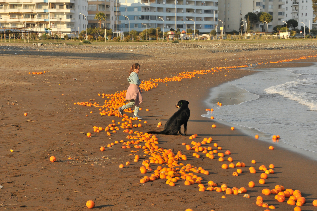 Mersin'de sahili portakallar kapladı