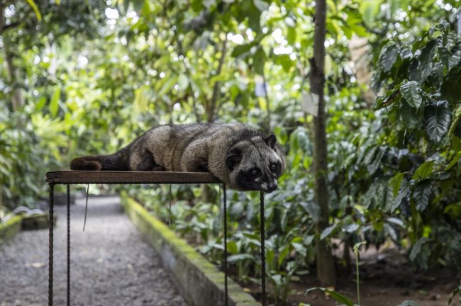 Dünyanın en pahalı kahvesi: Kilosu bin dolar