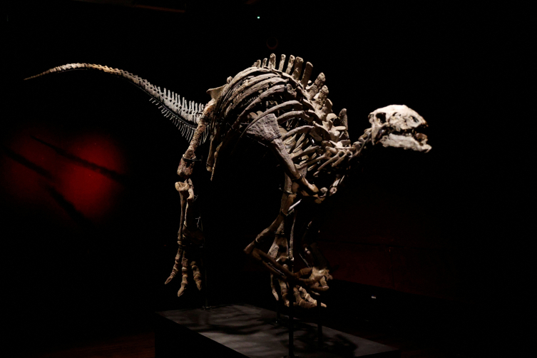 Dinozor 'Barry' Paris'teki müzayedede satışa çıkıyor