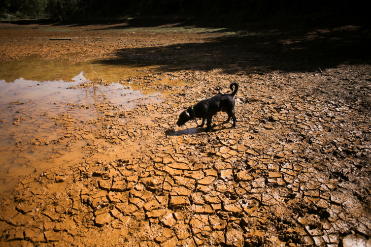 El Niño kaynaklı kuraklıkta, Kolombiya'da kuruyan Guarne Lagünü'nde bir köpek