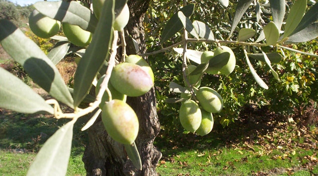 Gümrük ve Ticaret Bakanlığı'ndan Türk zeytinyağına imaj önerisi