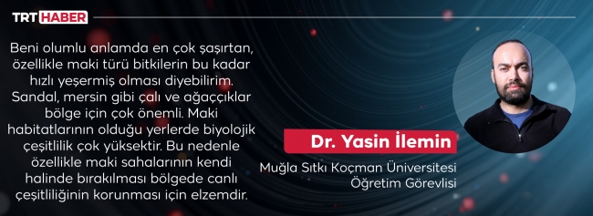 Yanan ormanlar yeniden yeşeriyor