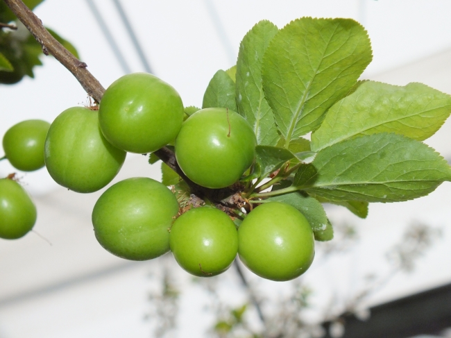 Yılın ilk eriğinin tanesi 12,5 lira