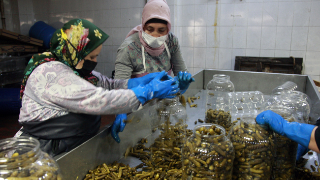 2 bin nüfuslu 'turşucu köyden' 10 milyon liralık ihracat