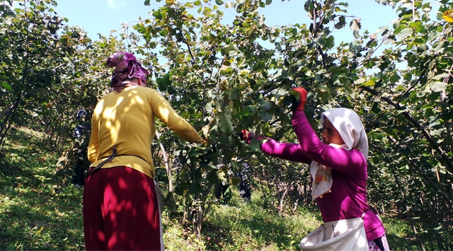 Fındık işçilerinin yevmiyesi belirlendi