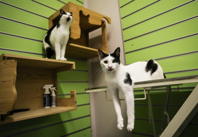 Kedilere özel otel hizmeti