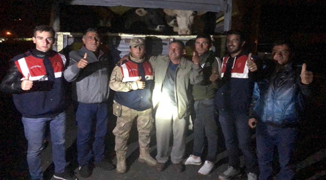 Ardahan'da çalınan büyükbaş hayvanlar Kars'ta bulundu