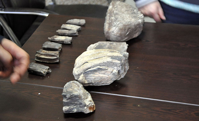 Samsun'da bulunan 2 milyon yıllık fosiller Şehir Müzesi'nde sergilenecek