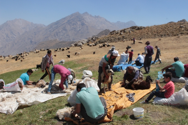 Hakkari'de 3 bin 500 rakımlı yaylada Kuzu Kırpma Şenliği