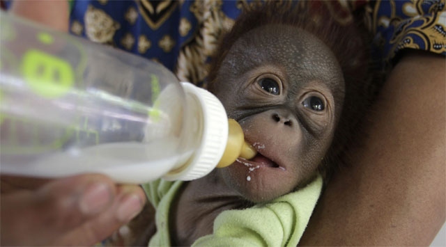 Araştırmalara göre Amur parsı, siyah gergedan ve Borneo orangutanı yok olabilir