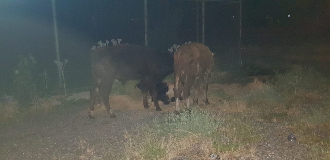 Kaybolan danalar halı sahanın soyunma odasında bulundu