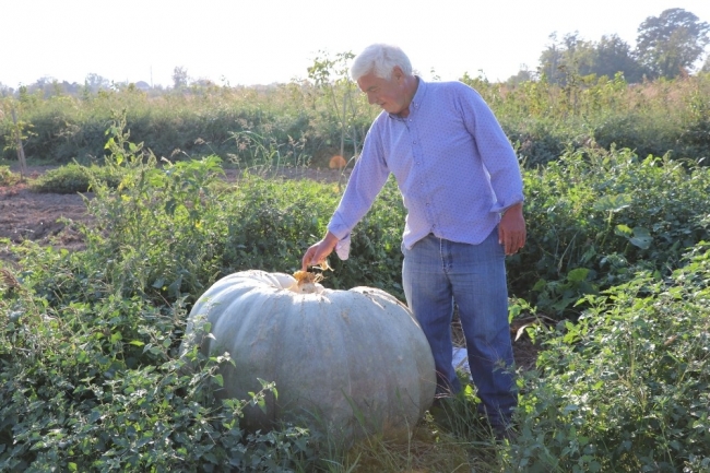 450 kilogramlık bal kabağı görenleri şaşırtıyor