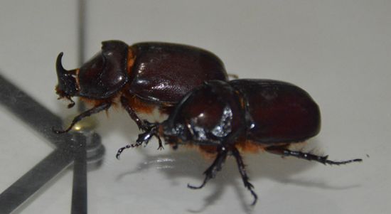 Gergedan böceğinin maddi değeri var mı? Son Dakika Haberleri