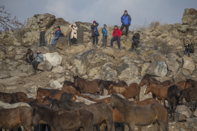 Fotoğrafçıların gözdesi 'yılkı atları'