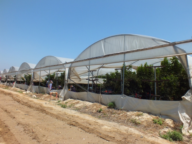 Mersin'de örtü altında böğürtlen hasadı başladı