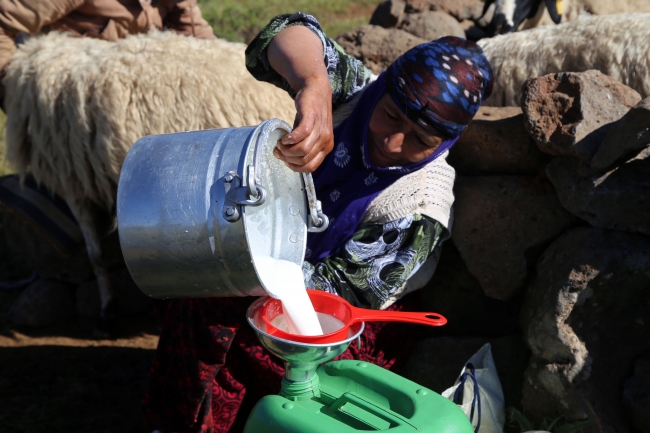 Koyungözü Yaylası'nın müdavimleri