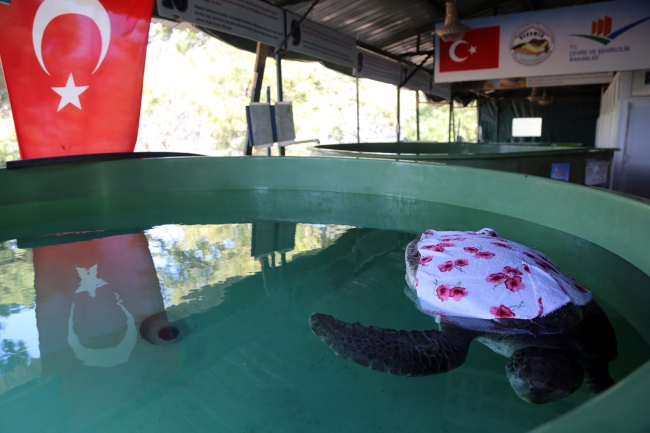 Tedavileri tamamlanan caretta carettalar denize bırakıldı
