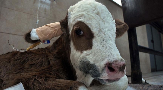 Hasta buzağılara 'hastane' hizmeti