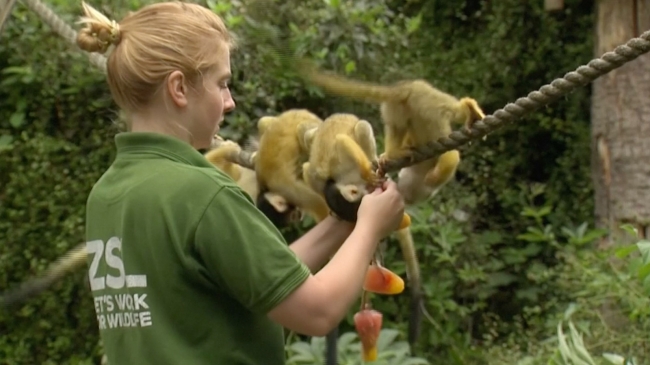 Londra'da hayvanlar buzlu şekerleme ile serinliyor
