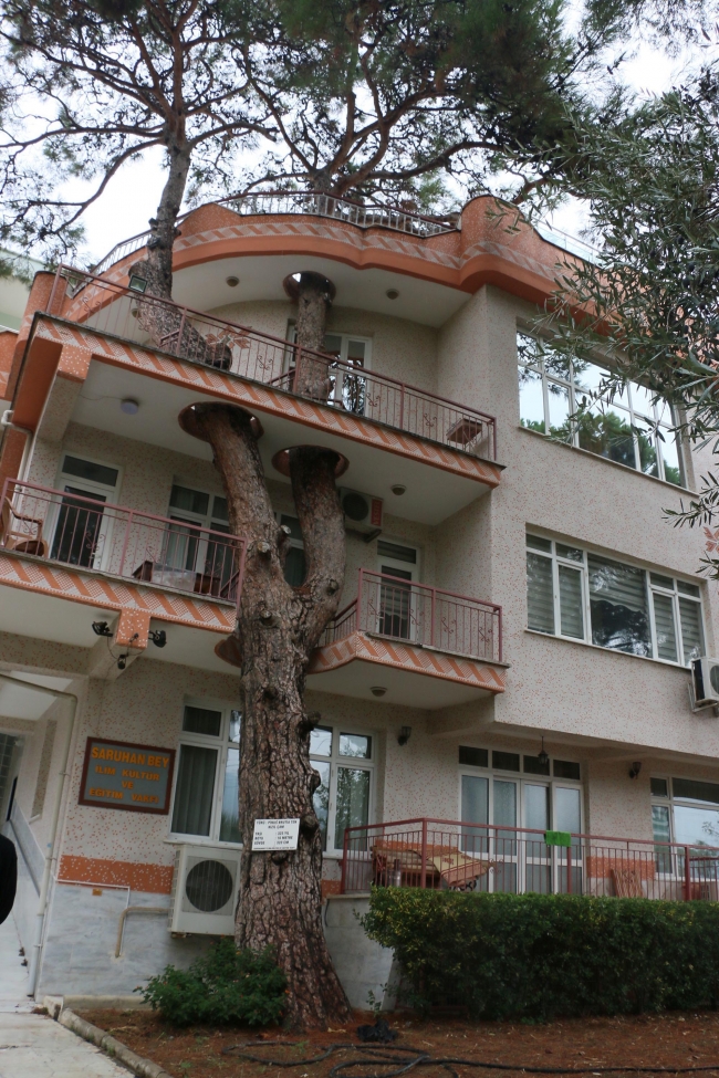 340 yıllık kızılçam ağacı Fotoğraf: DHA