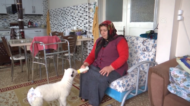 Evde besledikleri kuzuya bebek gibi bakıyorlar