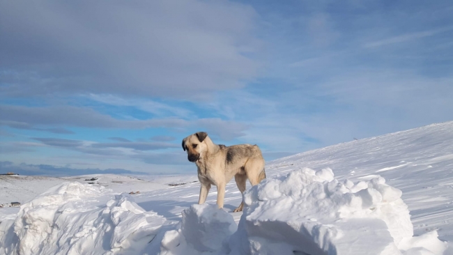 Karda mahsur kalan hayvanlara havadan yiyecek atıldı