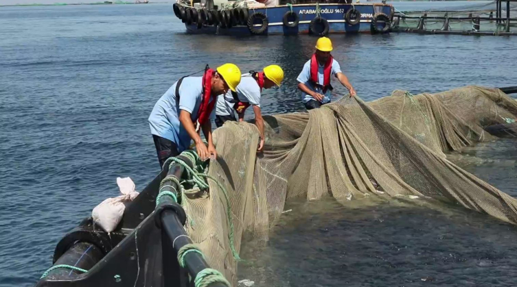 Temizlenen hayalet ağlar ile 2 milyon 750 bin balığın ölümü engellendi